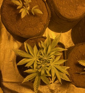 IMG_5646.JPG IMG_5646.JPG