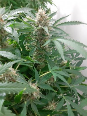 20230326_181457.jpg 20230326_181457.jpg