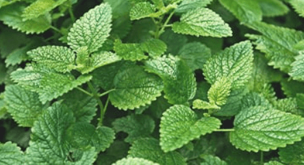 1679993156939.png 1679993156939.png