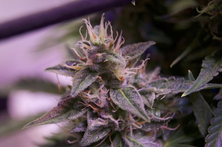 DSC04655.jpeg DSC04655.jpeg