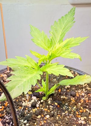 IMG_6773.jpeg IMG_6773.jpeg