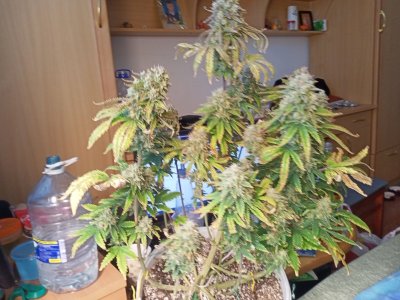 IMG20230330144139.jpg IMG20230330144139.jpg