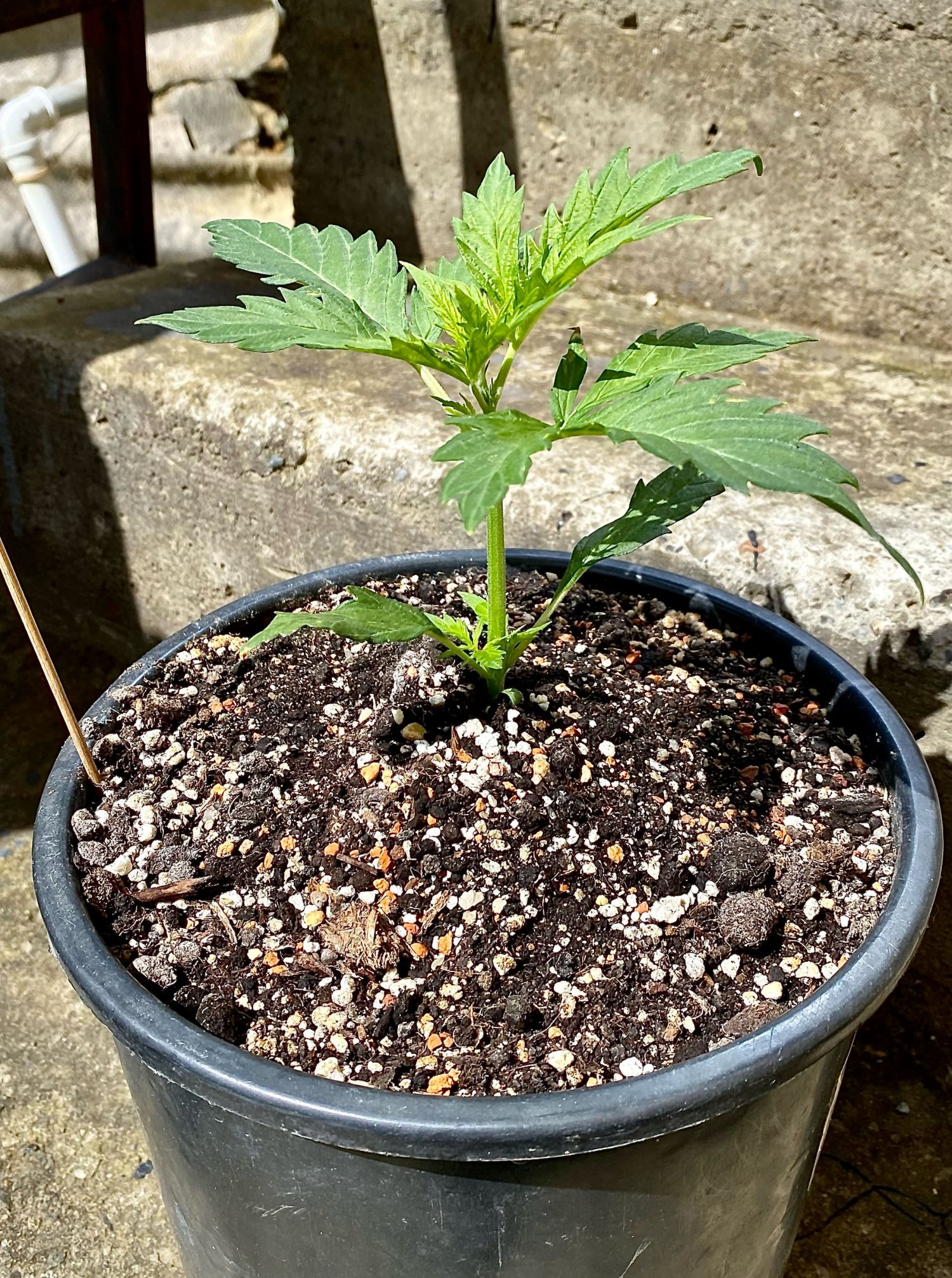 IMG_6927.jpeg IMG_6927.jpeg