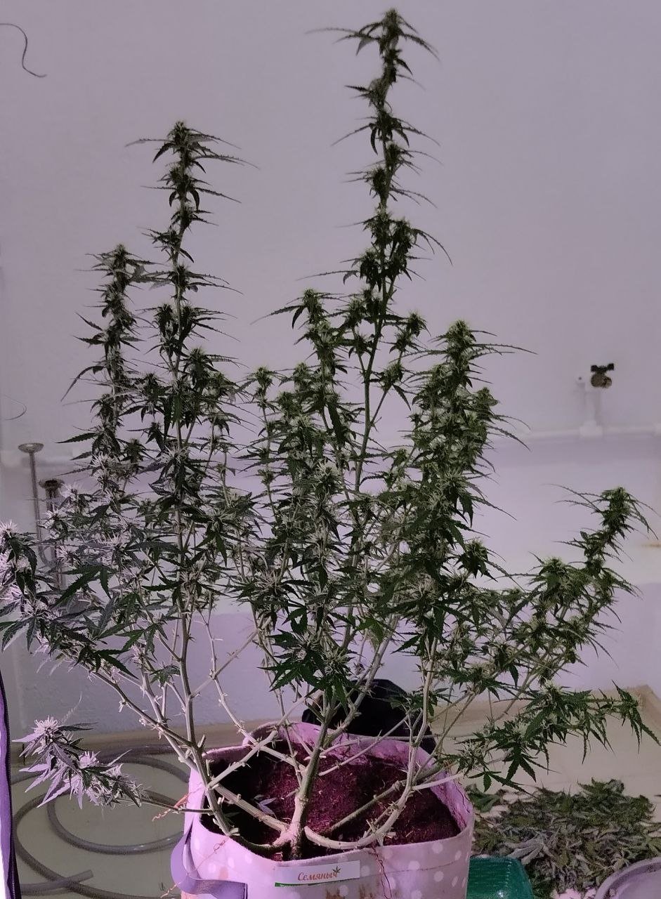 photo_2023-04-01_19-08-39.jpg photo_2023-04-01_19-08-39.jpg