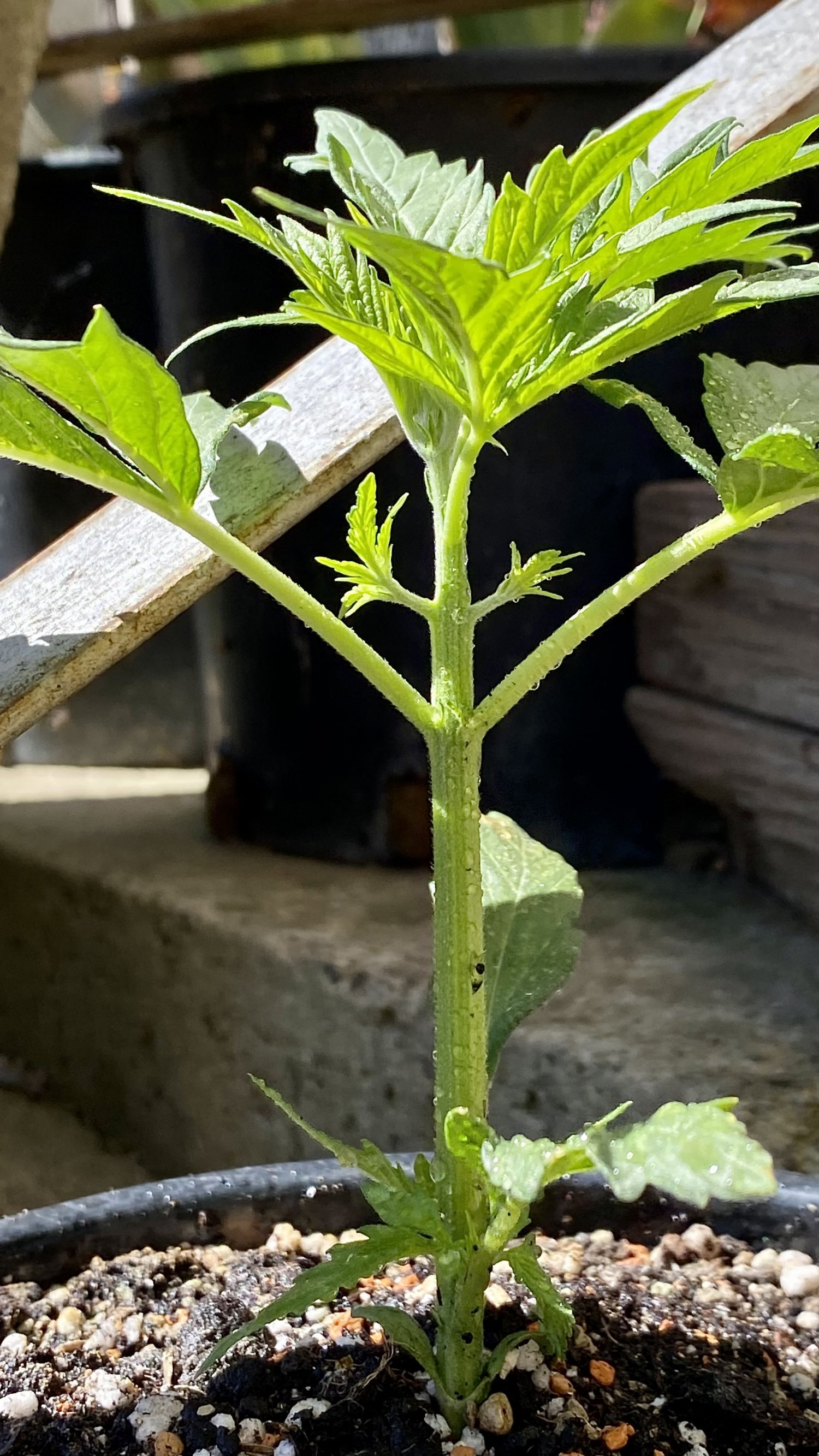 IMG_7030.jpeg IMG_7030.jpeg