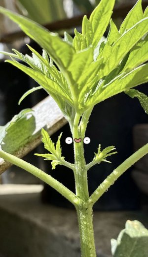 IMG_7033.jpeg IMG_7033.jpeg