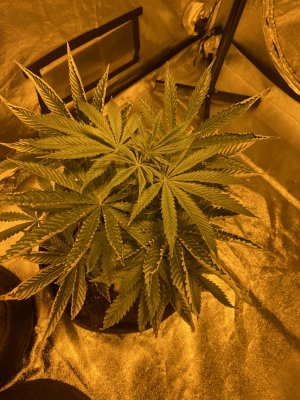 IMG_5713.JPG IMG_5713.JPG