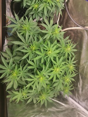 IMG_20230403_113717_282.jpg IMG_20230403_113717_282.jpg