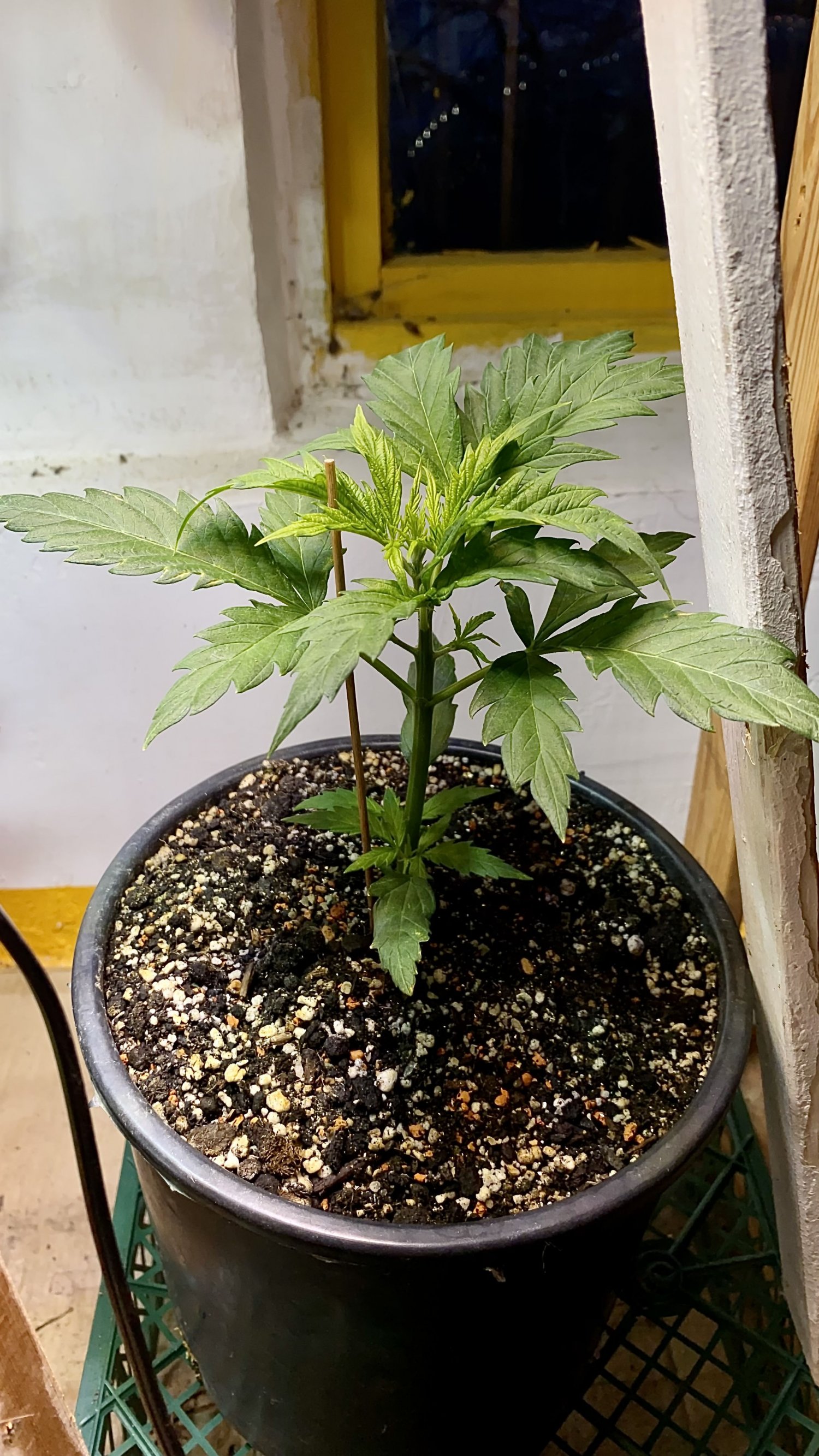 IMG_7140.jpeg IMG_7140.jpeg