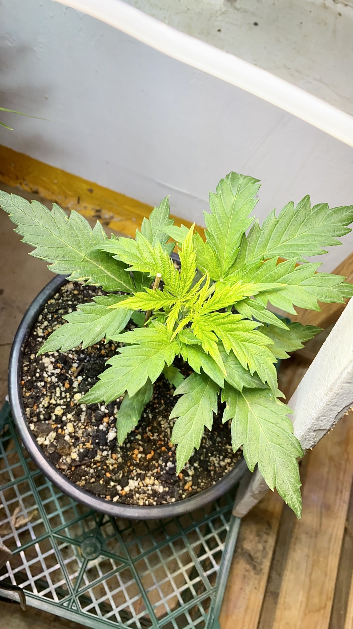 IMG_7141.jpeg IMG_7141.jpeg