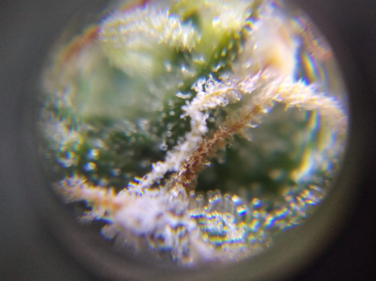 IMG-20230404-WA0003.jpg IMG-20230404-WA0003.jpg