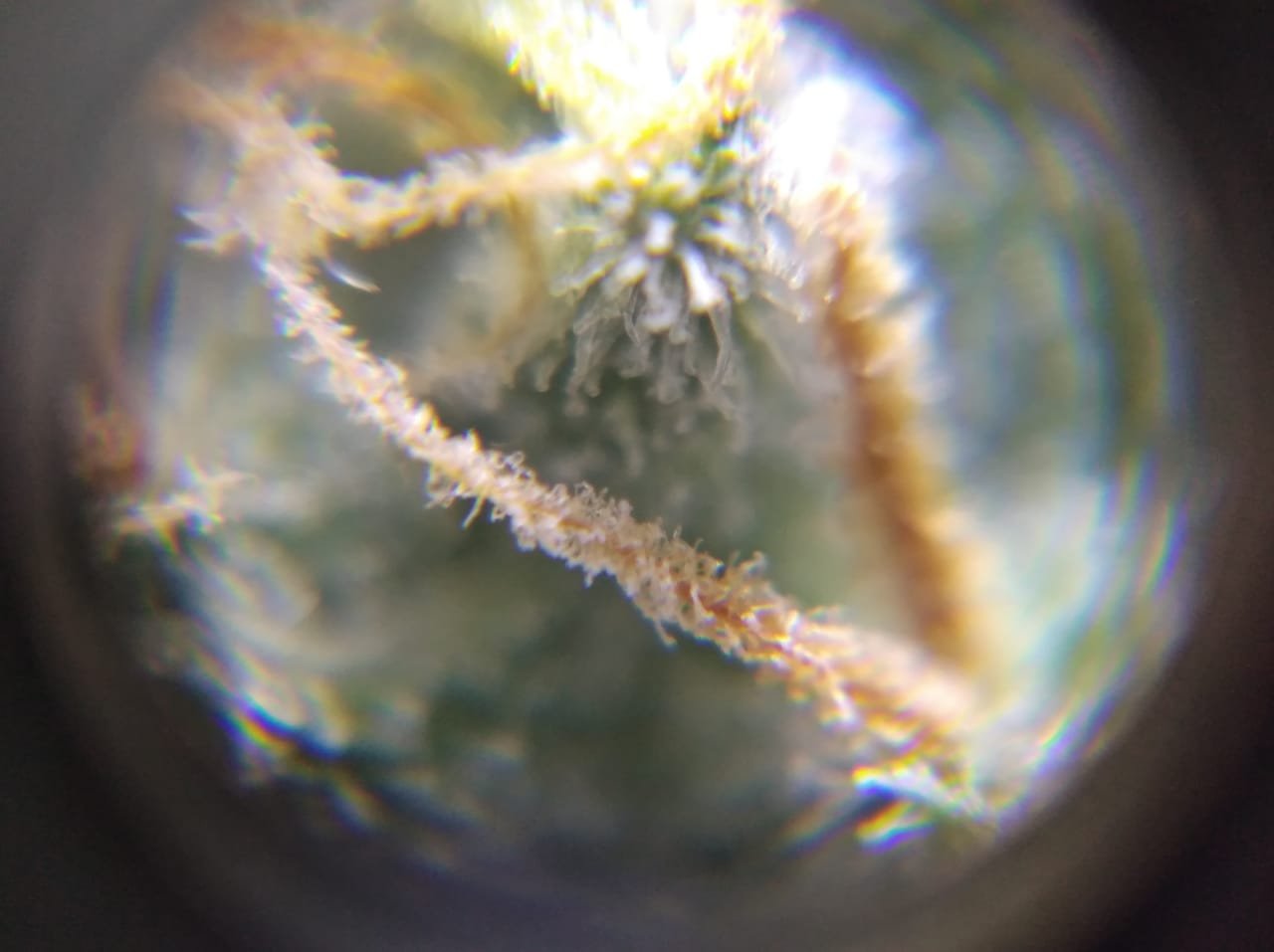 IMG-20230404-WA0009.jpg IMG-20230404-WA0009.jpg