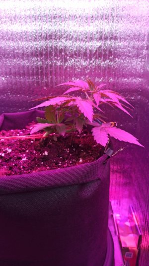 IMG_2023_04_05_15_52_22_9565369634956358330067.jpg IMG_2023_04_05_15_52_22_9565369634956358330067.jpg