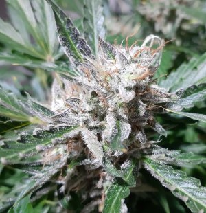 20230407_111255.jpg 20230407_111255.jpg