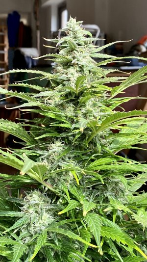 IMG_7317.jpeg IMG_7317.jpeg