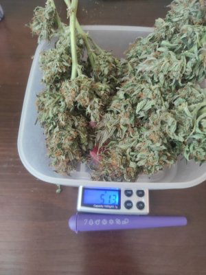 IMG_20230409_120902_089.jpg IMG_20230409_120902_089.jpg