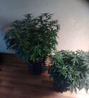 IMG_20230409_163703_988.jpg IMG_20230409_163703_988.jpg