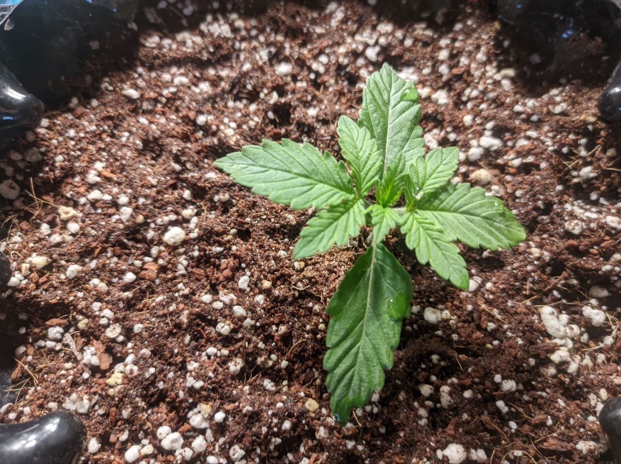 IMG_20230409_164420_190.jpg IMG_20230409_164420_190.jpg