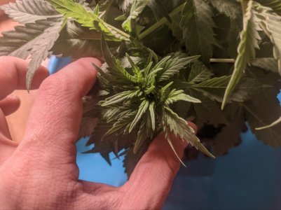 IMG_20230320_171022_650.jpg IMG_20230320_171022_650.jpg