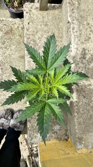 IMG_7419.jpeg IMG_7419.jpeg