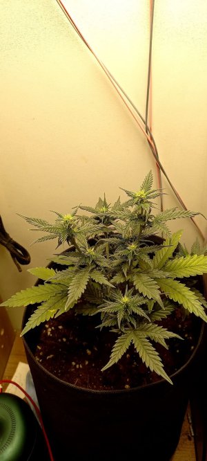 t7RJ0HTUmJw.jpg t7RJ0HTUmJw.jpg