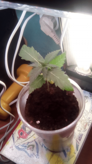 1681149605239.png 1681149605239.png