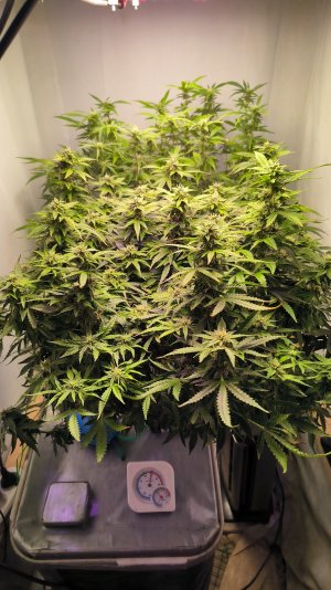 IMG_20230410_201839.jpg IMG_20230410_201839.jpg