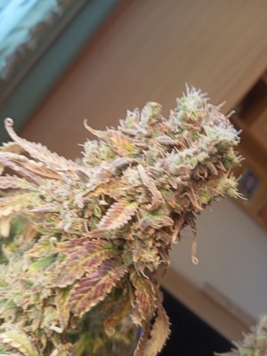 IMG20230411150418.jpg IMG20230411150418.jpg