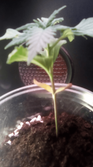 1681237631971.png 1681237631971.png