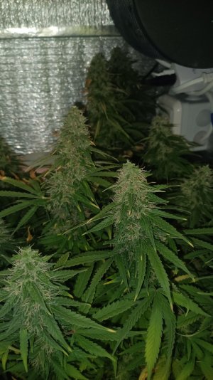 IMG20230411231338.jpg IMG20230411231338.jpg