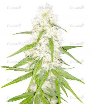 Auto-Tashkenti.jpg Auto-Tashkenti.jpg