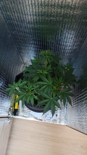 IMG_2023_04_13_15_13_14_9265177007285708906220.jpg IMG_2023_04_13_15_13_14_9265177007285708906220.jpg