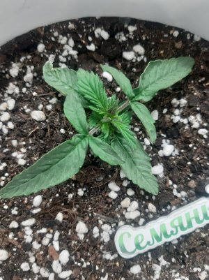 20230415_165009.jpg 20230415_165009.jpg