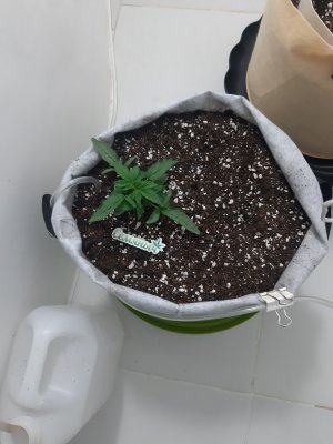 20230415_170829.jpg 20230415_170829.jpg