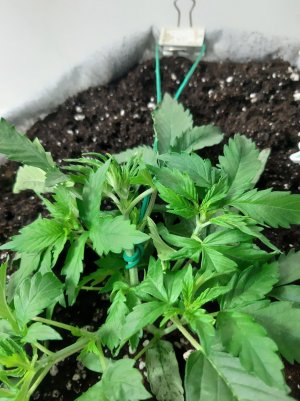 20230416_160311.jpg 20230416_160311.jpg