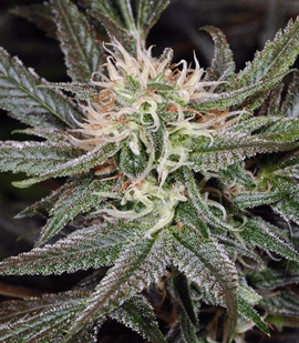 1635256233484.png 1635256233484.png