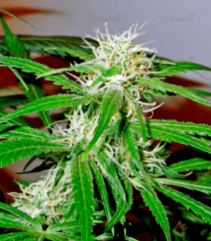 1635665344170.png 1635665344170.png