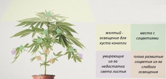 Соцветия конопли Соцветия конопли