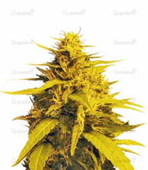 1637657938505.png 1637657938505.png