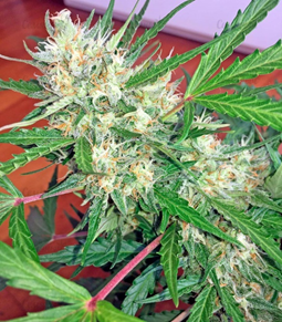 1638004686368.png 1638004686368.png