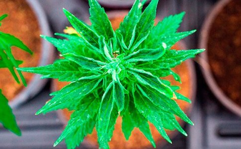 Органические удобрения для конопли Органические удобрения для конопли