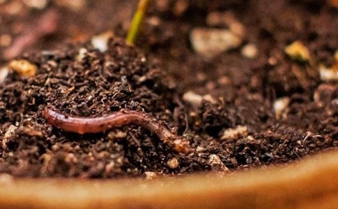 Применение органических удобрений для марихуаны Применение органических удобрений для марихуаны