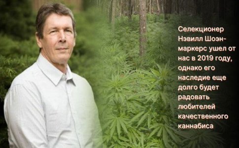 История сорта Northern Lights История сорта Northern Lights