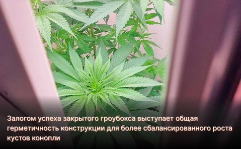 Закрытый гроубокс для конопли