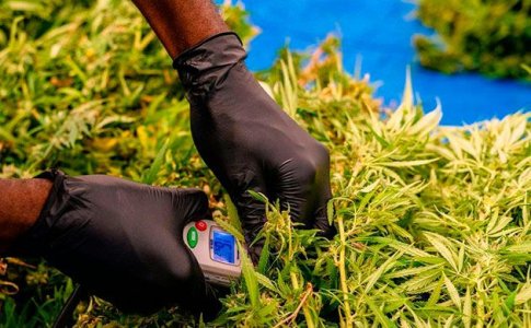 Температура для конопли Температура для конопли