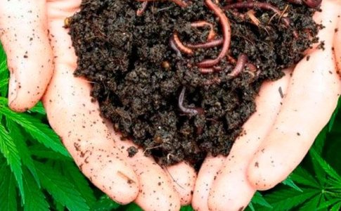 Особенности каждого метода выращивания конопли