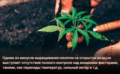 Плюсы и минусы выращивания конопли в гидропонике и почве