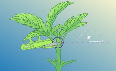 Как делать фим обрезку конопли Как делать фим обрезку конопли