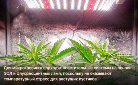 Освещение для конопли Освещение для конопли