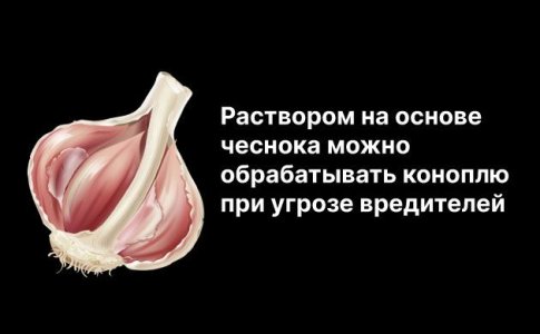 Народные рецепты для защиты конопли Народные рецепты для защиты конопли